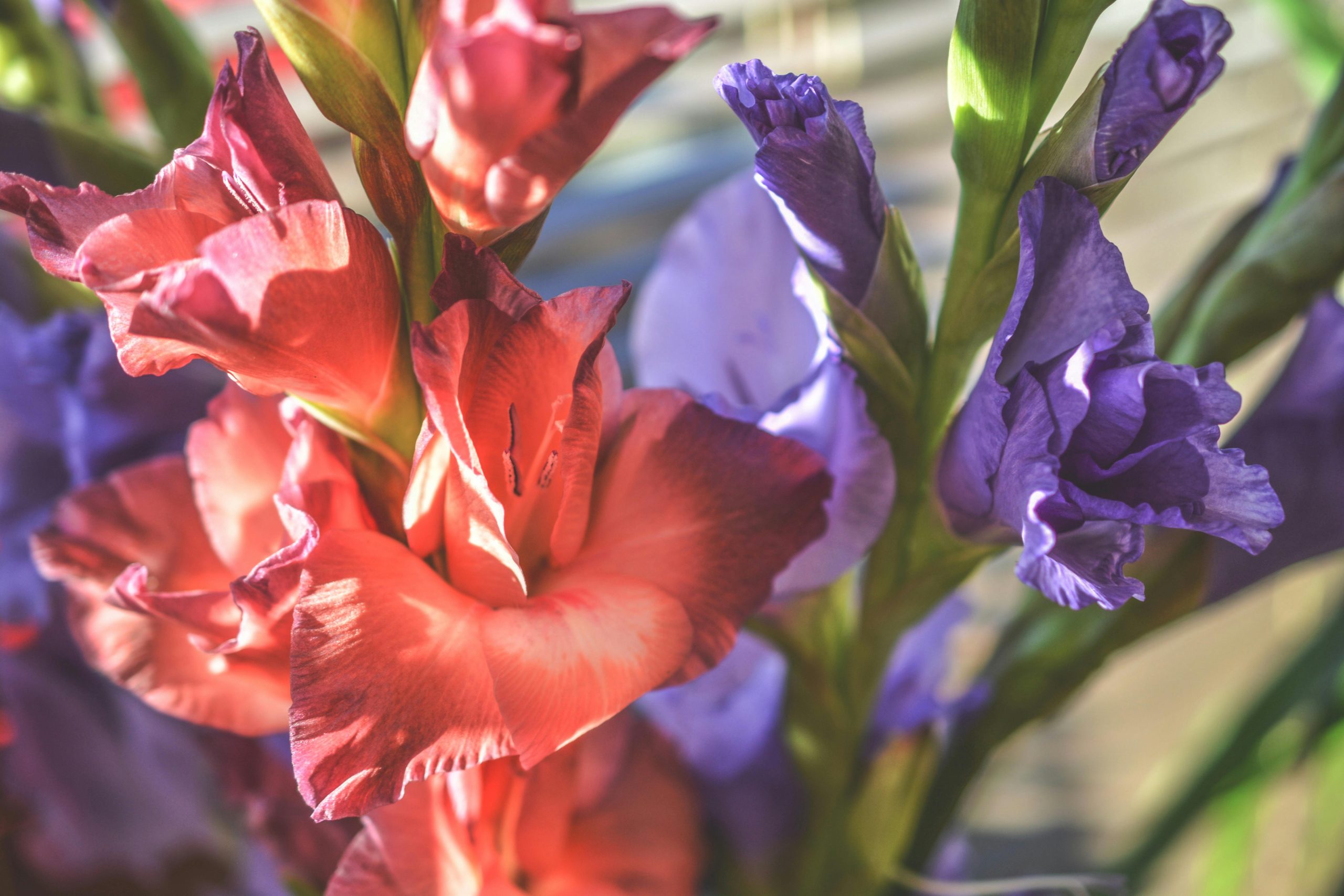 Gladioli flowers