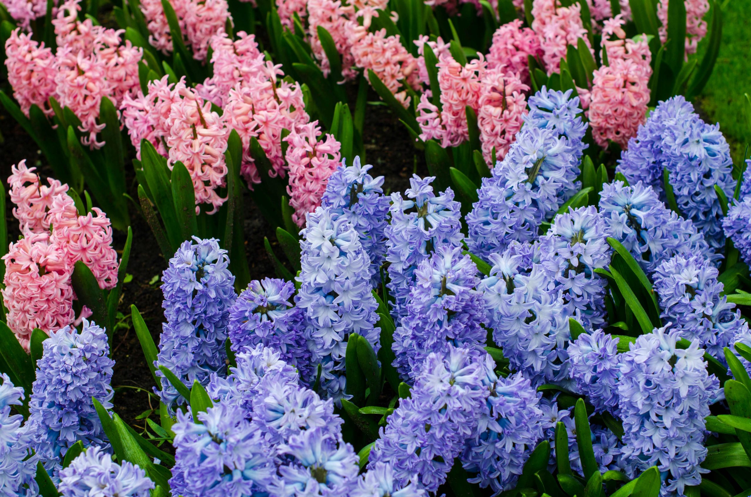 Hyacinths Flowers