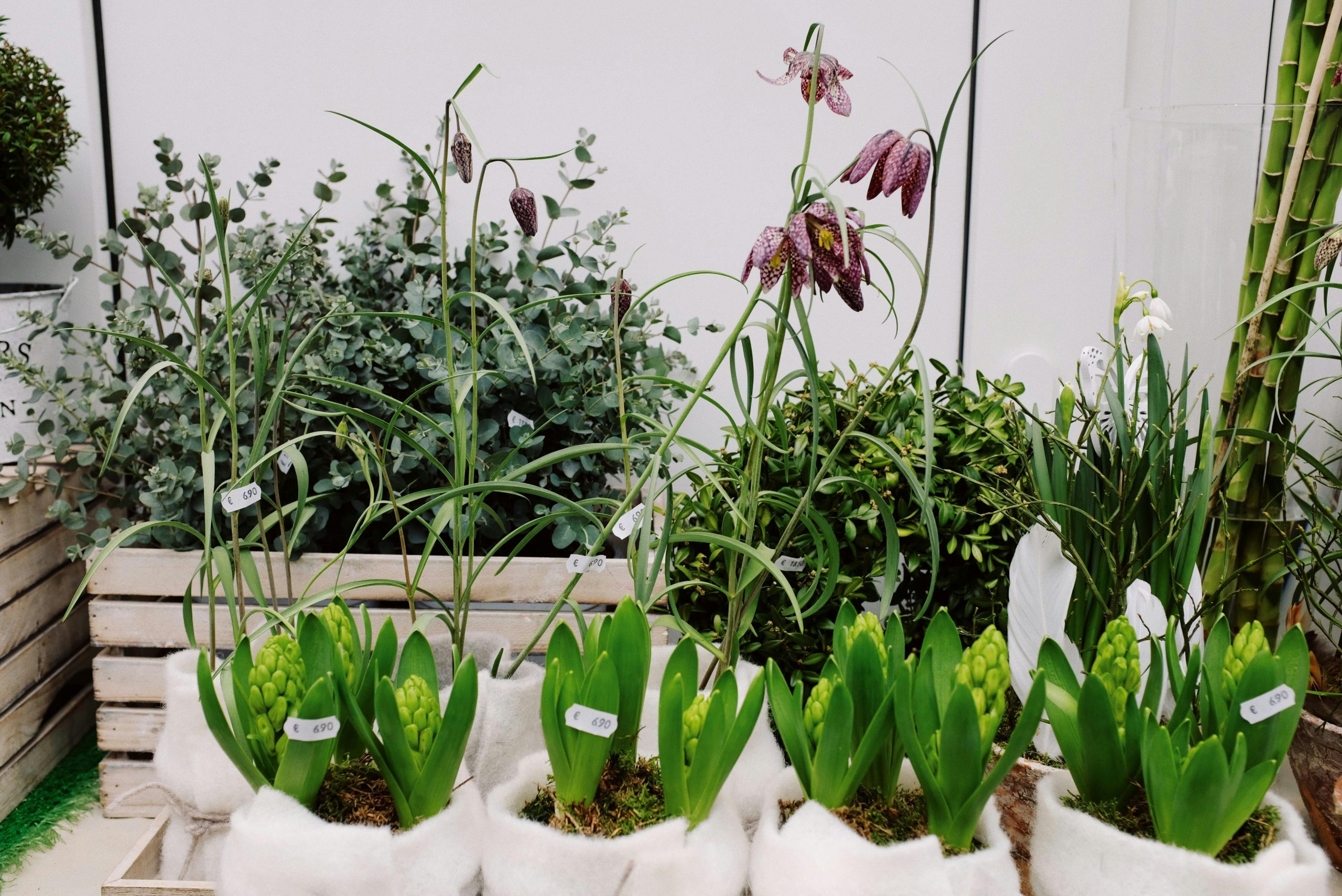Potted plants for father
