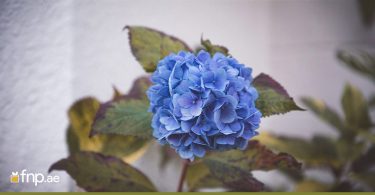 Blue Blooms
