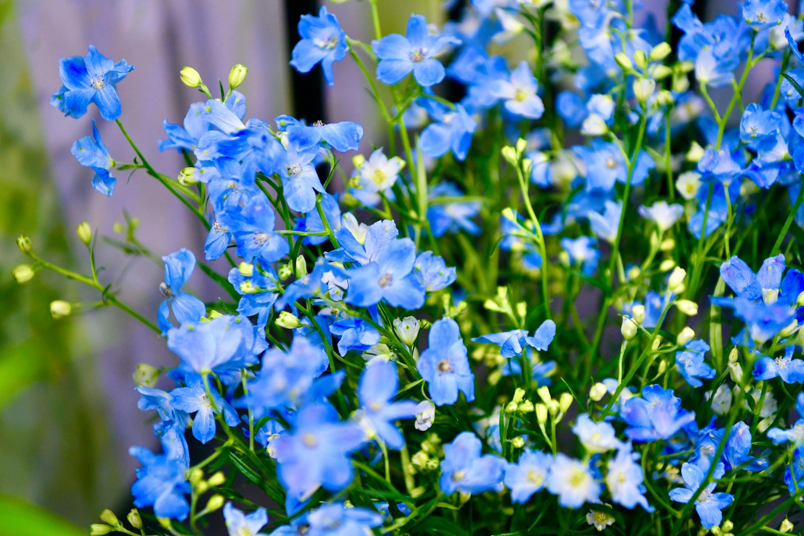 Delphinium Blue Blooms