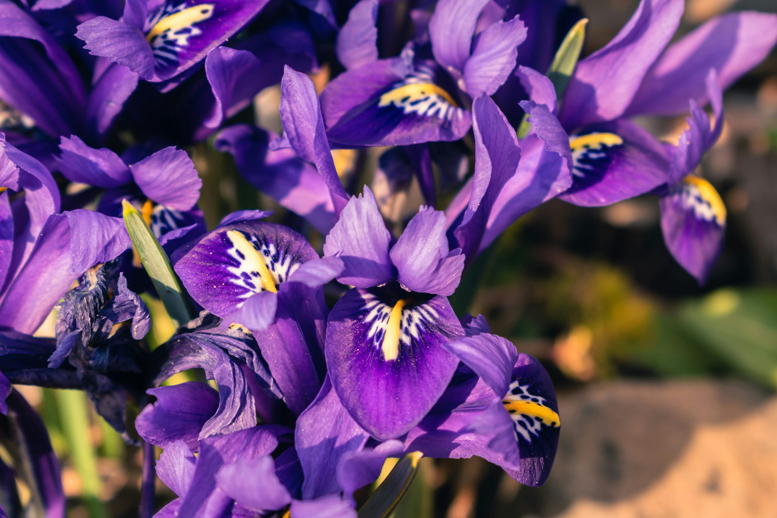 Iris Flower