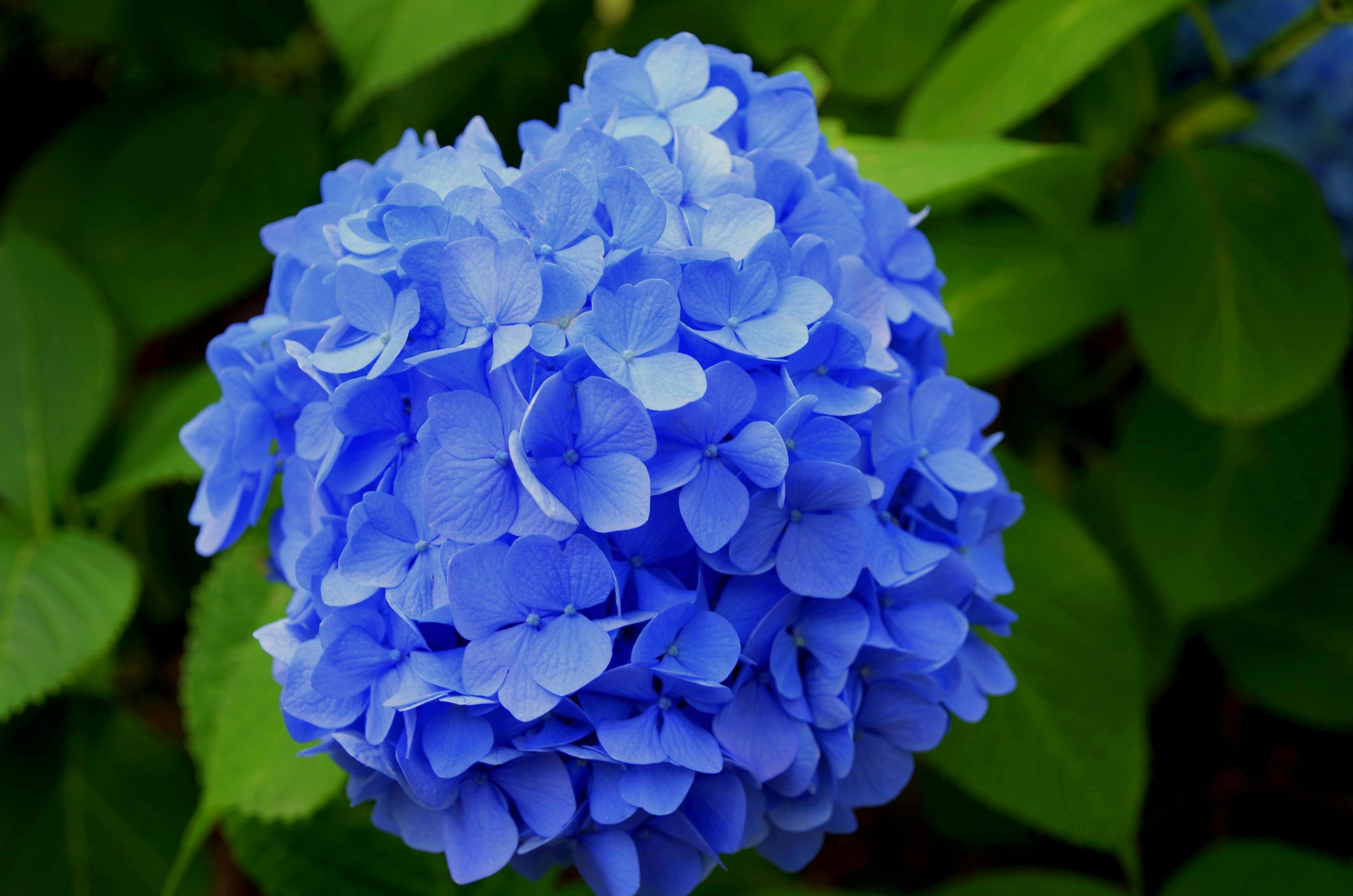 Hydrangeas Blue Blooms