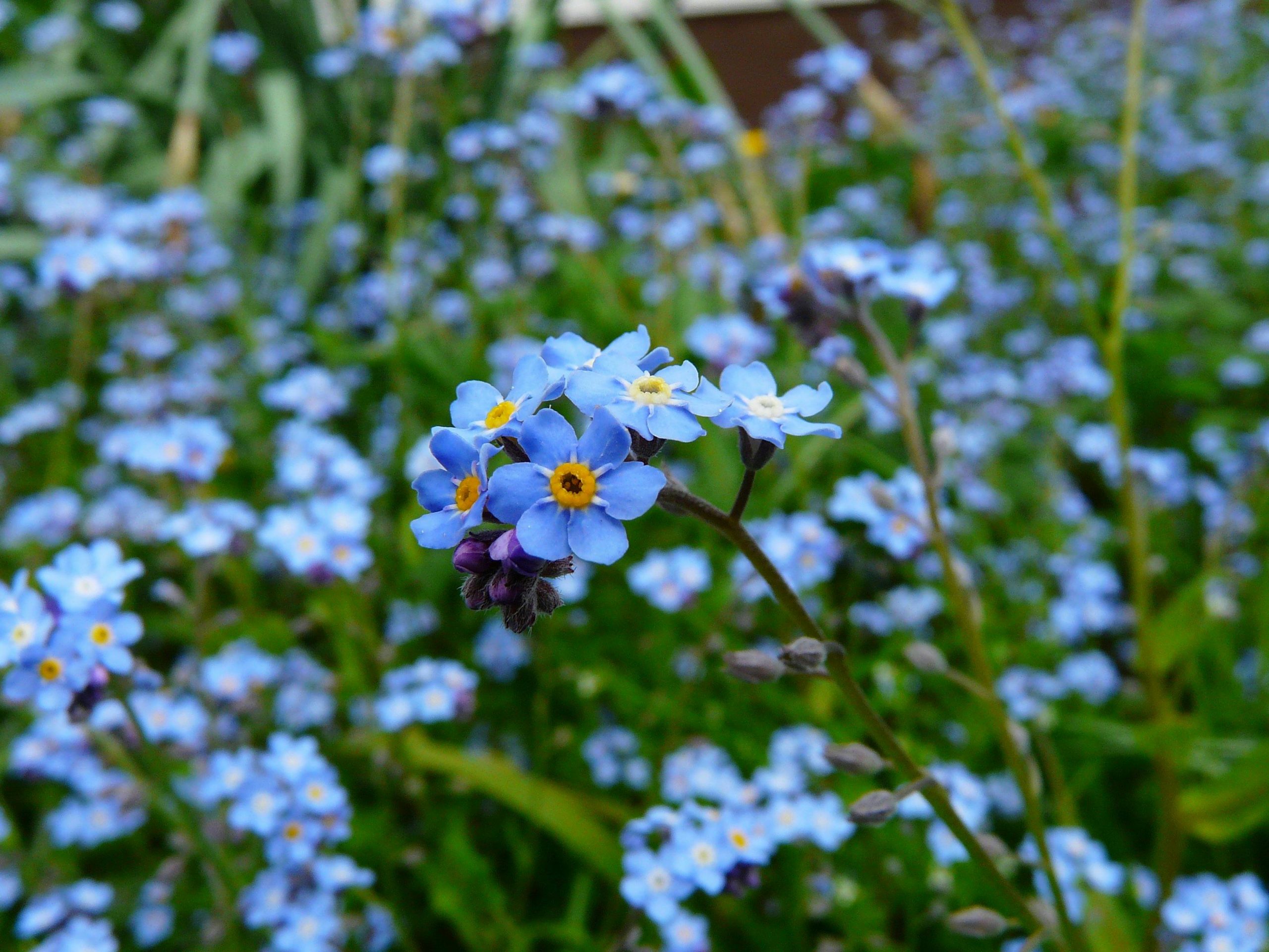 forgot me nots blue blooms