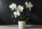 A Fully Grown Orchid Plant in a White Pot