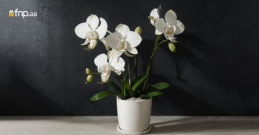 A Fully Grown Orchid Plant in a White Pot