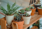 Potted Plants in House