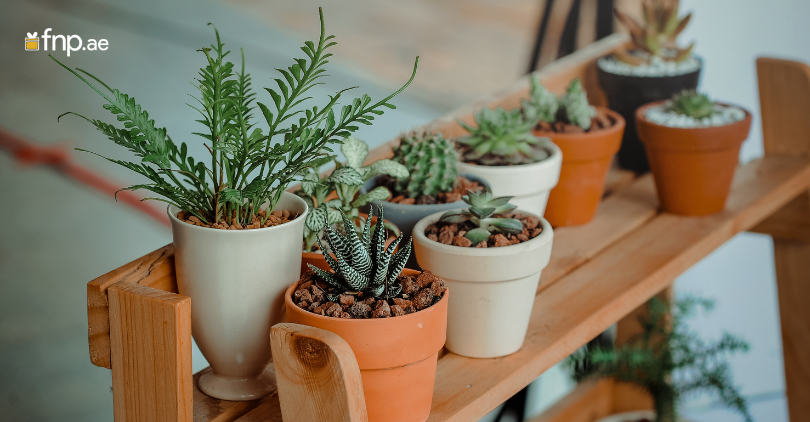 Potted Plants in House