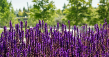 Salvia nemorosa
