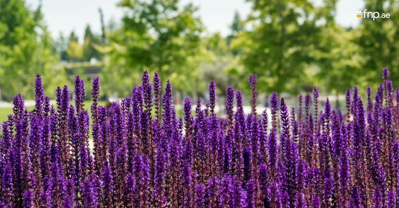 Salvia nemorosa grown in field