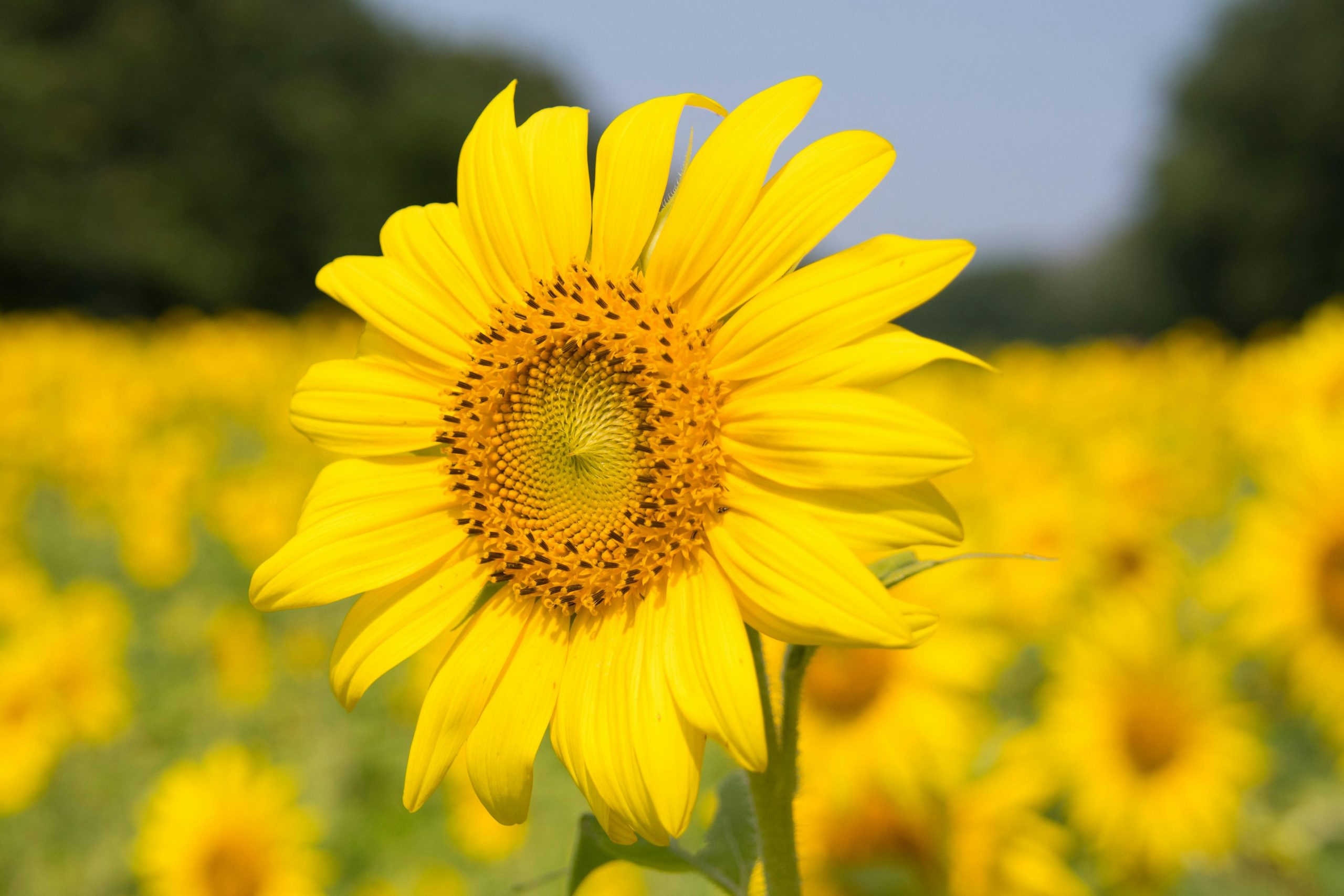 A full Bloom Sunflower