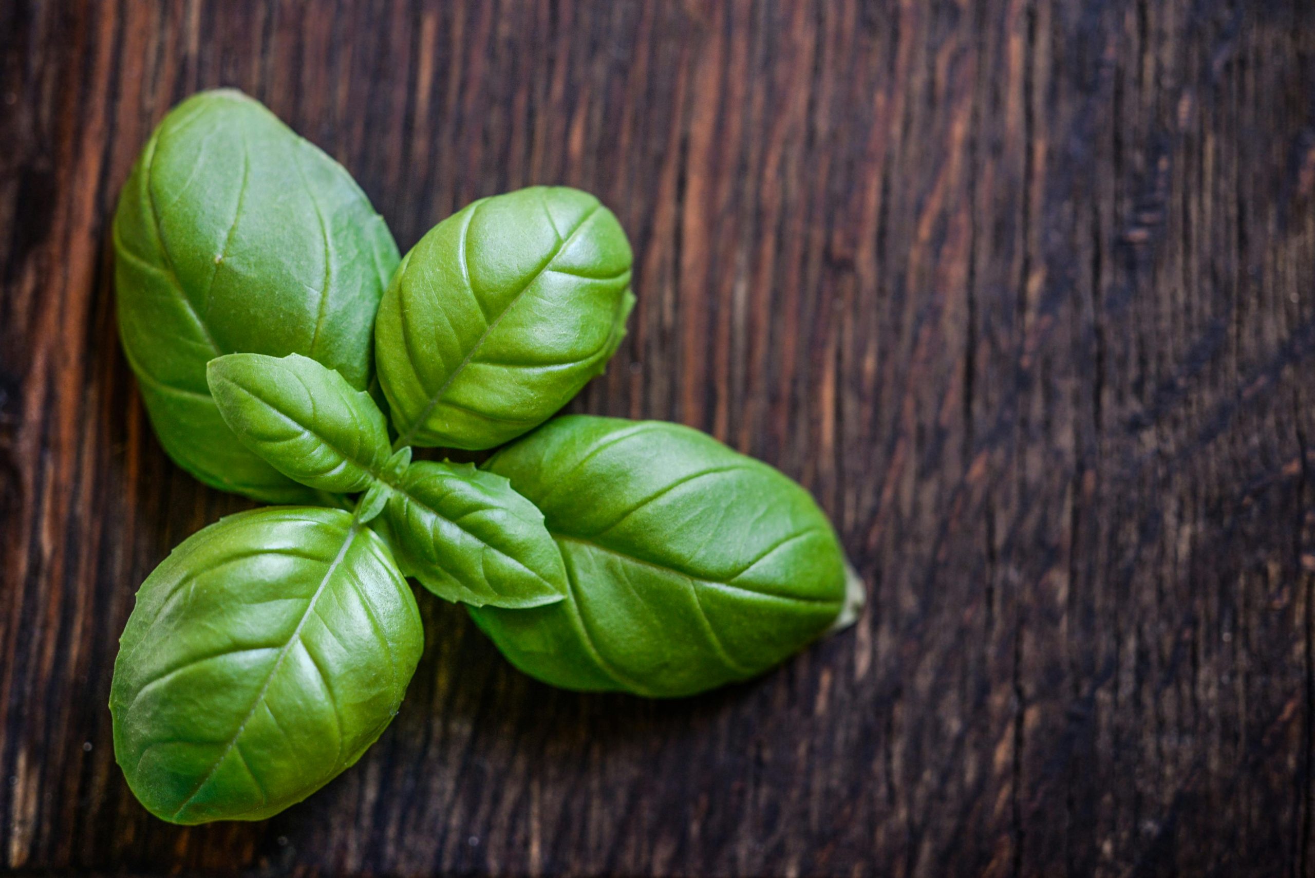 A herb plant leave on table