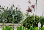 Plant in Home Garden