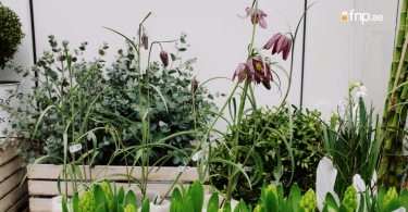Plant in Home Garden