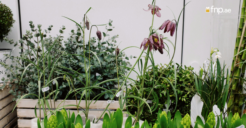 Plant in Home Garden