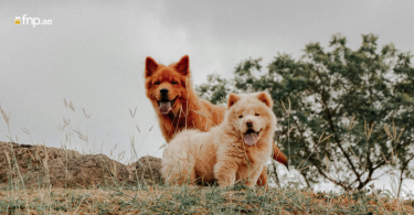 Two cute dogs standing in the ground