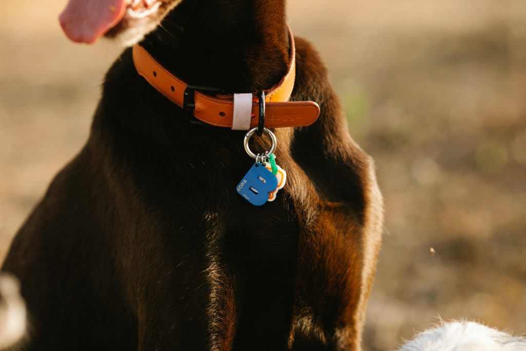 A dog with name initial collar around his neck