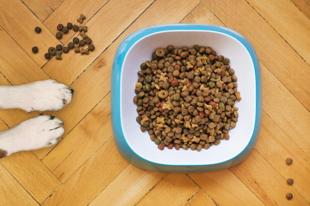 Dog having Kibble food