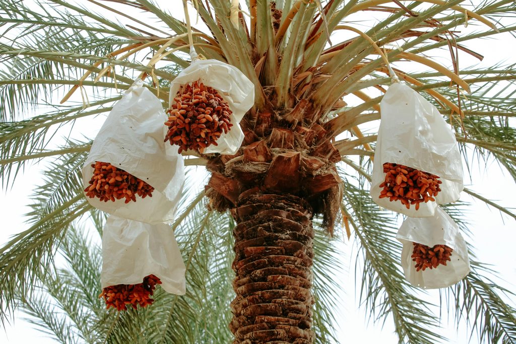 Date Palm (Phoenix dactylifera) tree