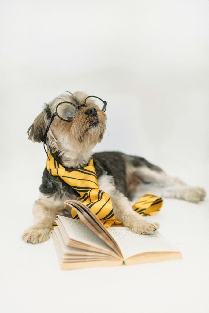 Cute dog in eyeglasses and book in front of him