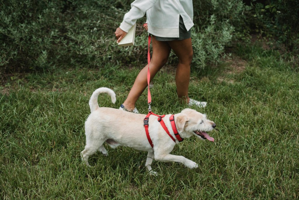 Owner taking dog on walk with his red colour leash