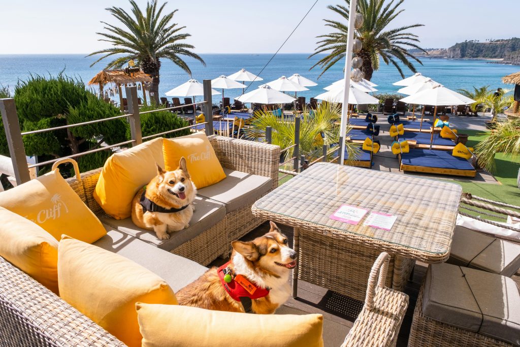 Two dogs sitting in comfy sofa with yellow colour cushions