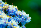 Beautiful Blue Shrubs