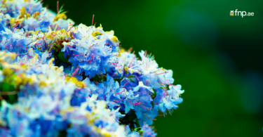 Beautiful Blue Shrubs