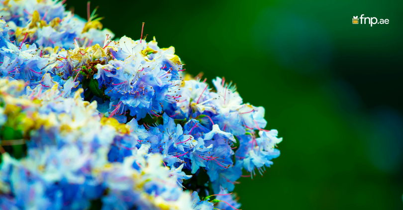 Beautiful Blue Shrubs