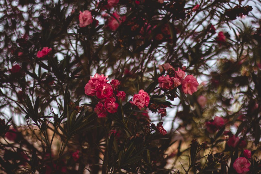 Dwarf Oleander