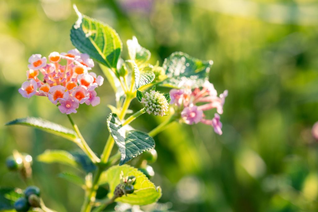Lantana camara
