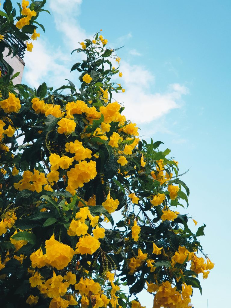 Yellow Bells