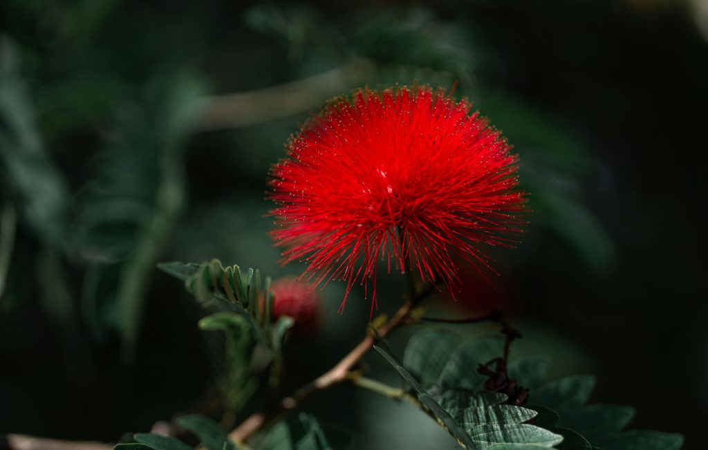 Dwarf Powder Puff