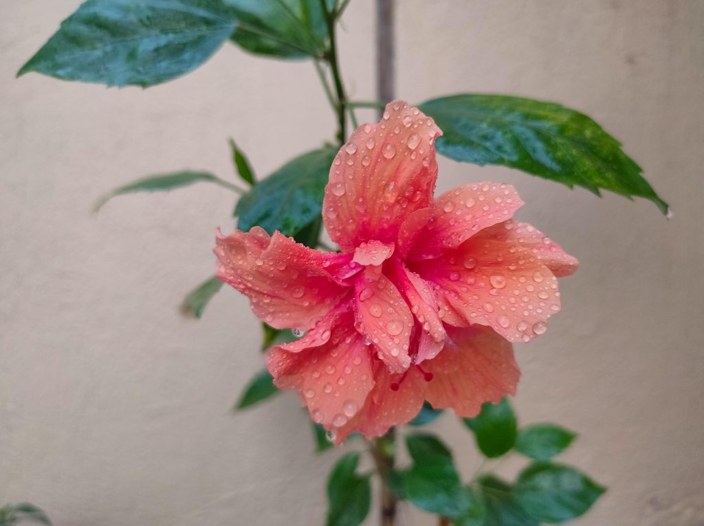 Hibiscus rosa-sinensis
