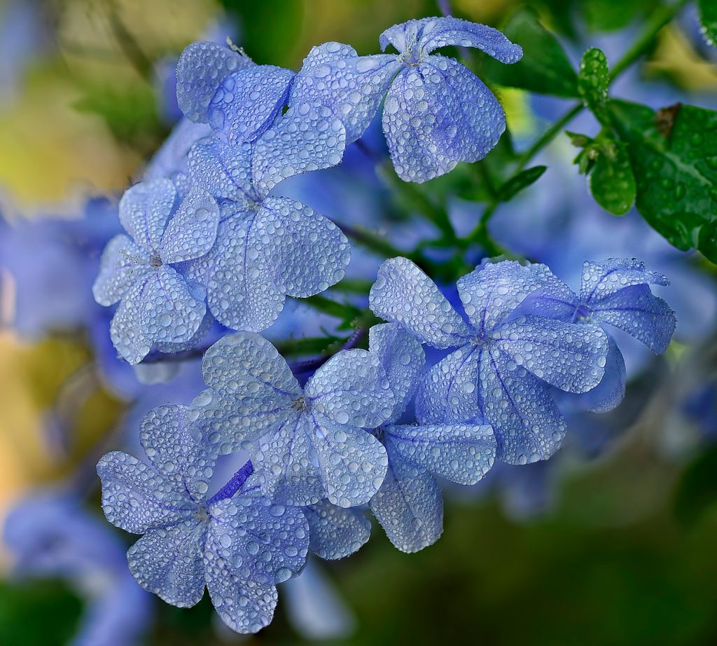 Dwarf Plumbago