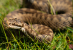 A beautiful Rattlesnake in home garden