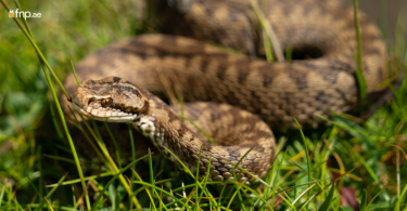A beautiful Rattlesnake in home garden