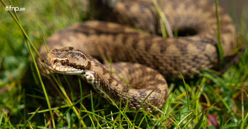 A beautiful Rattlesnake in home garden