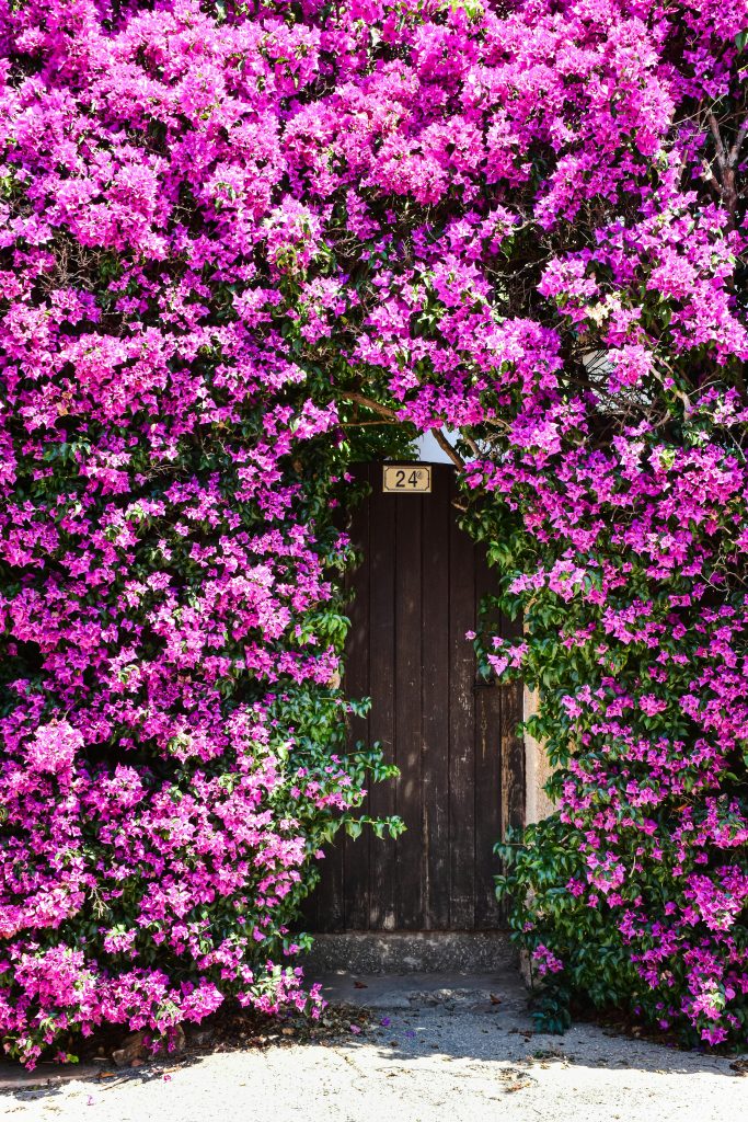 Gorgeous Pink Bougainvillea in front door of house