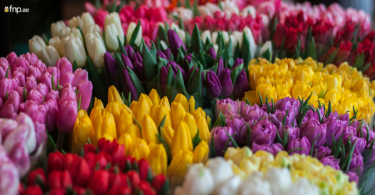 Different Colour of Tulips flower