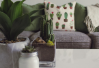 Different Types of Indoor Plants in Ceramic Pot kept on table