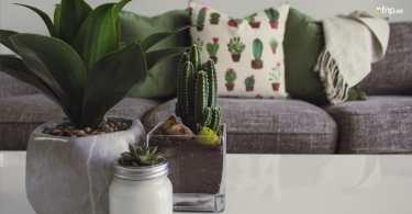 Different Types of Indoor Plants in Ceramic Pot kept on table