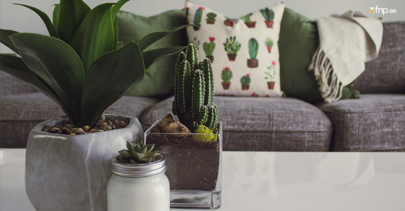 Different Types of Indoor Plants in Ceramic Pot kept on table