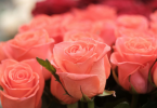 Bunch of Pink Roses