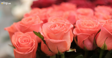 Bunch of Pink Roses