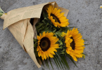 Beautiful 3 Sunflower Bouquet wrapped in newspaper and ties with ribbon