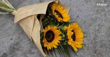 Beautiful 3 Sunflower Bouquet wrapped in newspaper and ties with ribbon