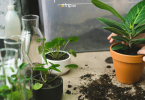 Indoor Plant Soil Mix change