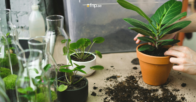 Indoor Plant Soil Mix change