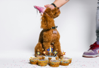 Person celebrating his Dog Birthday with pupcakes